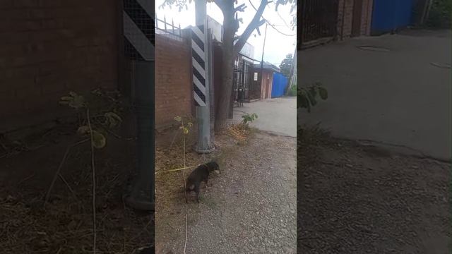 УЧИМ СОБАКУ, НЕ ВЫХОДИТЬ ЗА ГРАНИЦЫ УЧАСТКА. ЗАНЯТИЯ С РОТВЕЙЛЕРОМ , ПО МОЕЙ РЕКОМЕНДАЦИИ, смотреть онлайн