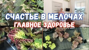 #73🌷Опять сарафан/Новое увлечение/Сколько заработала на огурцах/Вегетативные колеусы