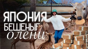 Бешеные олени в Японии !!!