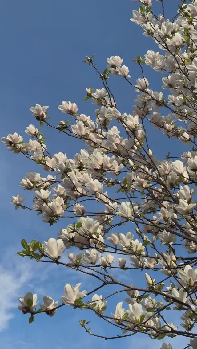 😌🌸Расслабляющая Магнолия