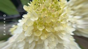 Цветы Оптиной. 2025 г.