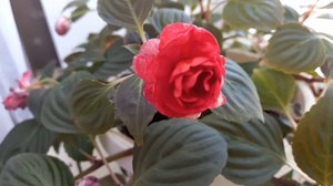 Этот цветок меня радовал.