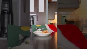 #174 Самые смешные животные. Приколы с котами и собаками