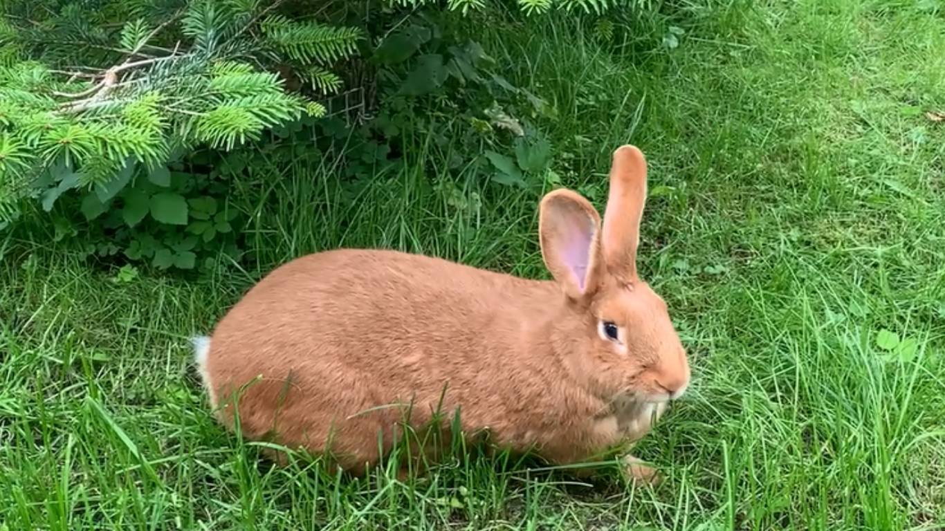 Что произошло с крольчихой? смотреть онлайн