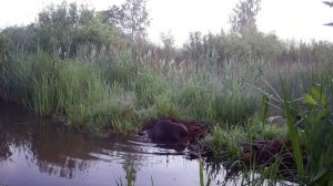Бобры видео фото ловушки