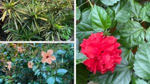 Растения в оранжерее