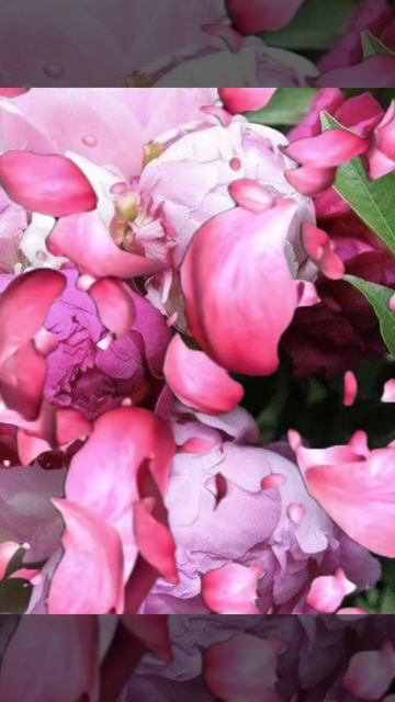 Песня на стихи Корельской Светланы "Богиня"