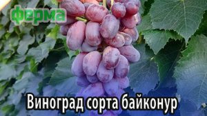 Виноград сорта байконур особенности выращивания и ухода