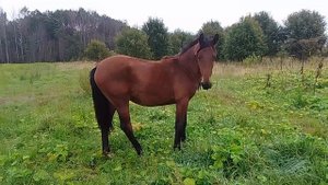 Лошадиные игры🐎🐎на рассвете и🐐Степа.