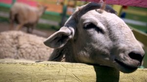 12775379_3840_2160_24fps