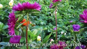 МЕДОВЫЙ СПАС