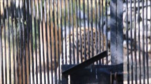 Дальневосточные леопарды Хлоя и Кадрон вышли на прогулку 26.08.2025