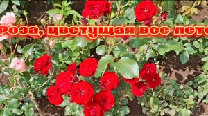 Роза Торнадо !🤩🤩🤩👍👍👍💫💫💫