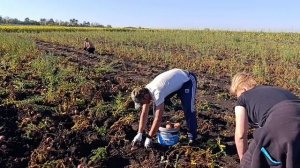 29-08-2025 Жизнь в деревне 🏠."Любимый Василек " Копаем картошку 🥔🥔🥔