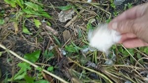 И это в центре города. Могу остаться без птицы.