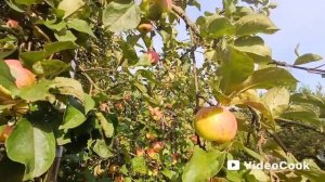 Осеннее Полосатое или Яблоки Штрифель. 29 августа.