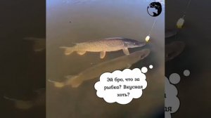 Видео от За Трофеем: Охота и Рыбалка