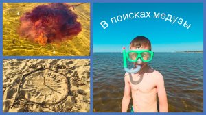 В поисках медузы🪼