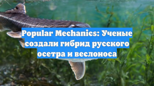 Popular Mechanics: Ученые создали гибрид русского осетра и веслоноса
