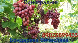 АТРАКЦИОН С МУСКАТОМ.