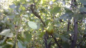 Обзор "Одно из наших грушёвых деревьев"