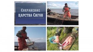 Сохранение царства сигов. О рыбных запасах Нижней Оби. Автор Александр Бедишов.  Сентябрь 2008 г.