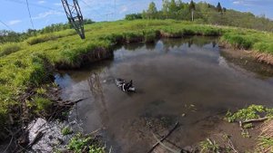 Хаски Дик спасается от жары в реке 24.05.24