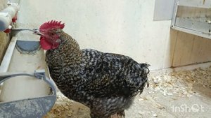 29-08-2025. Кто моет пол в курятнике?🤔