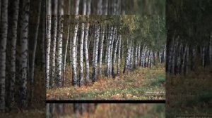 Утренняя песня.mp4