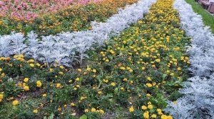 29-08-2025  Ради любви должны меняться люди