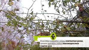 🌹Розы. Какие ошибки в сентябре приведут к плохой зимовке?  🌹