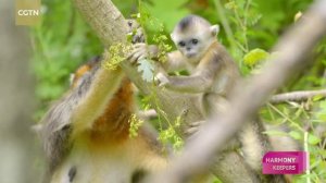 ✨🐒Золотистые курносые обезьяны в китайской провинции Сычуань