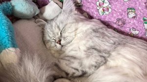 Одна дома.  Аляска..  Когда хозяева уехали в отпуск. Исп. музыка  Исполнитель неизв... выход кошки.