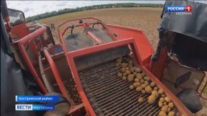 Костромские аграрии приступили к уборке картофеля: чего ждать?