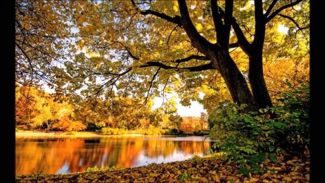 Стихотворение Дмитрия Гречкина «Осень» читает Анна Бондаренко смотреть онлайн