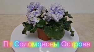 Фиалка ПТ Соломоновы Острова!🤩🤩🤩