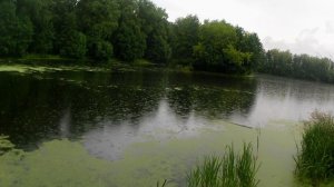 дождь шепчет