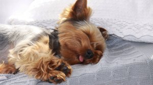 Виктория Васильева . Клип "ЩЕНОК"  Детская Академия Театра и Кино Анны Ивы (ДАТиК АИ)