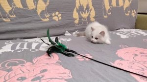 Ragdoll Silk Griffon Fleur .mp4