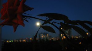 Простишь ли ты