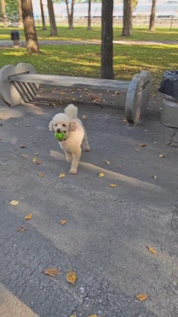 Песика зовут Барни 🤣 смотреть онлайн