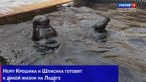 Нерп Крошика и Шлисика готовят к дикой жизни на Ладоге