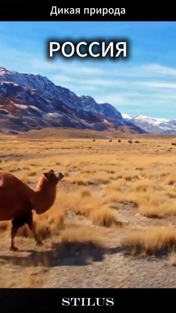 Россия. Дикая природа.# Russia. Wild nature. смотреть онлайн
