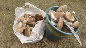 Счастье грибника. Лес белого гриба