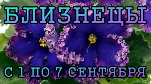 БЛИЗНЕЦЫ таро прогноз на неделю с 1 по 7 СЕНТЯБРЯ 2025 года.