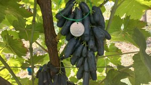 аватар и другие