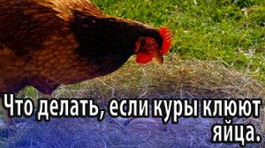 Что делать, если куры клюют яйца поиск причины и устранение проблемы