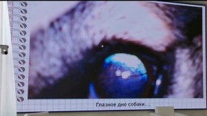 Эволюция зрения животных. Лекция 1 час 4 минуты.