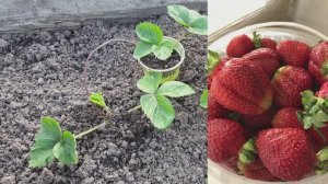 Клубника всегда крупная и очень много. 3 осенних правила обработки.