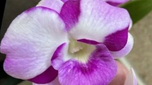 П12. Ч-8. Сохнущие бульбы дендробиума после  нескольких потерь ростиков. Реанимация